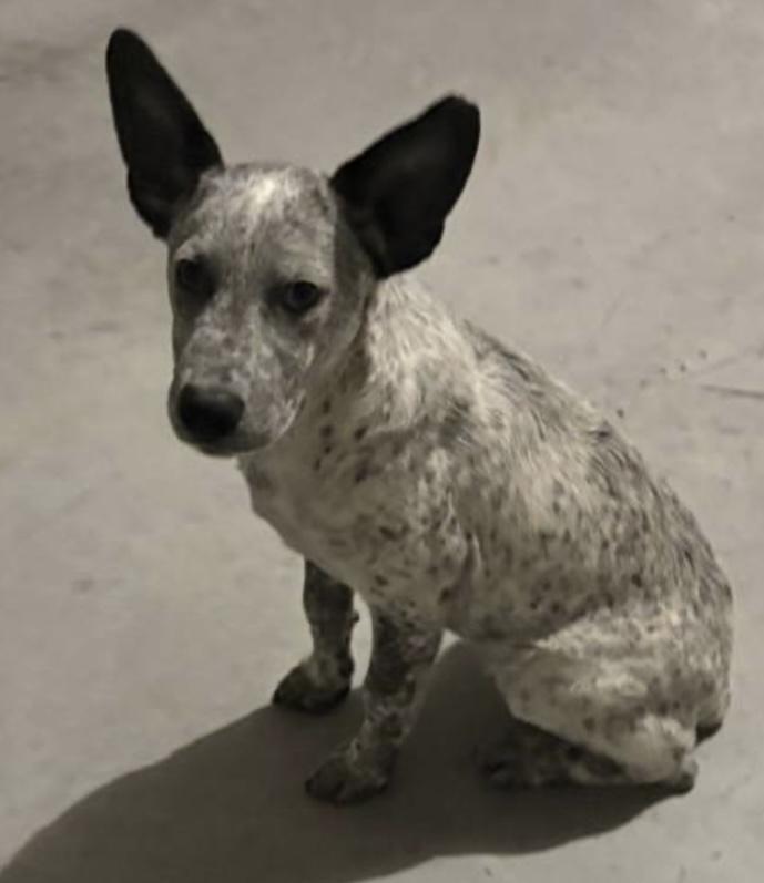 Enlarge Licorice , a Adoptable Australian Cattle Dog / Blue Heeler in Fort Worth, TX image 3/6