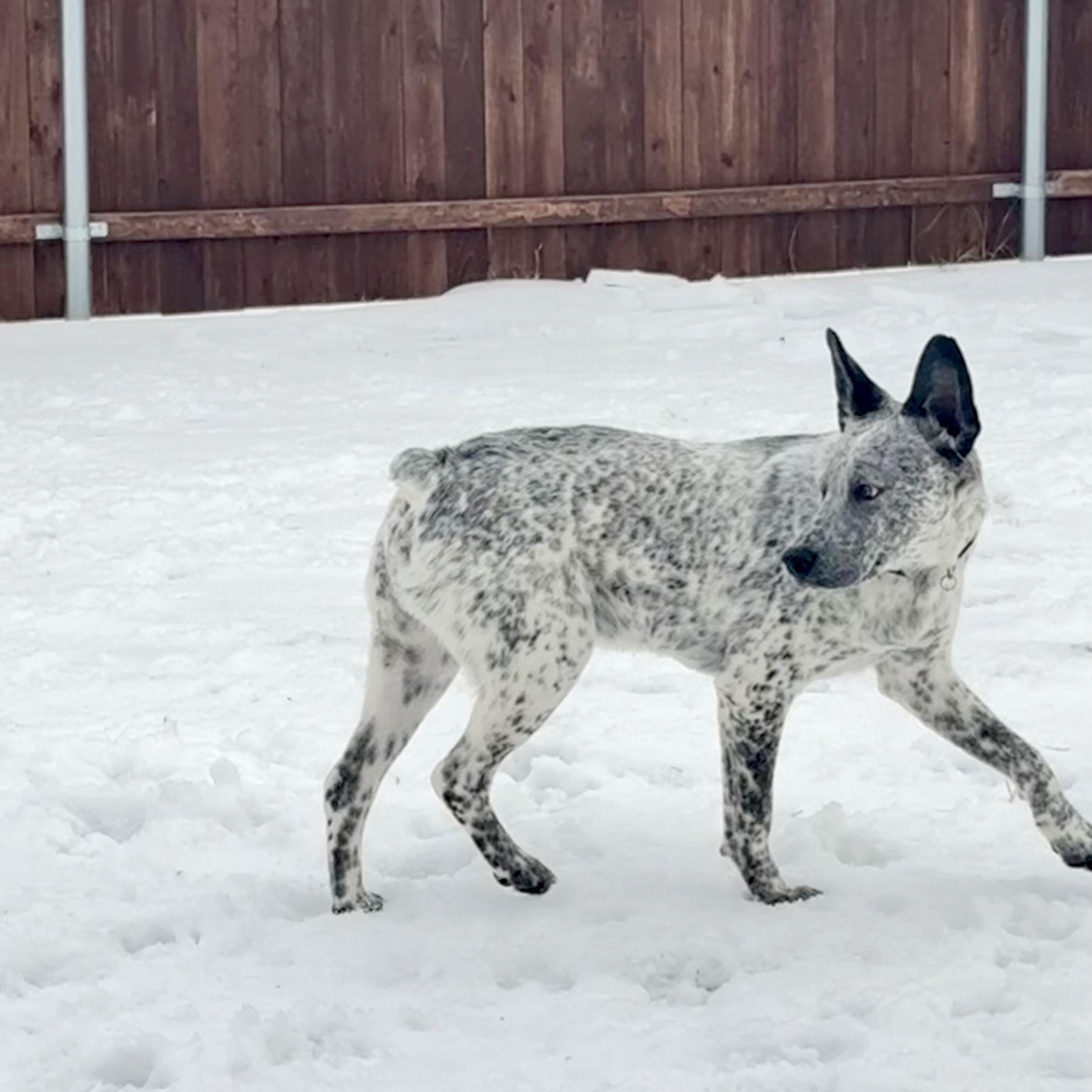 Licorice , an adopted Australian Cattle Dog / Blue Heeler in Azle, TX image 3/6