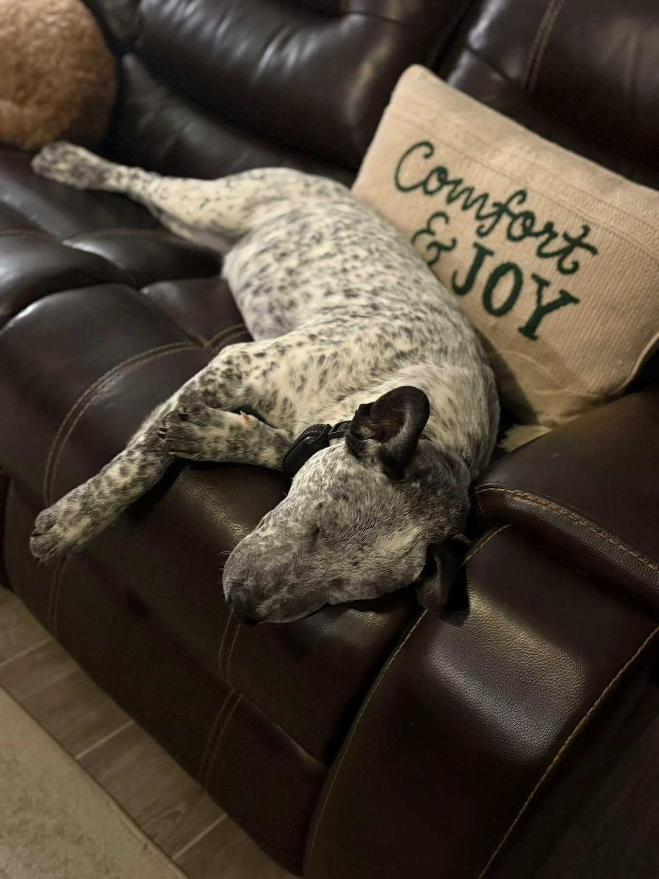 Enlarge Licorice , a Adoptable Australian Cattle Dog / Blue Heeler in Fort Worth, TX image 5/6