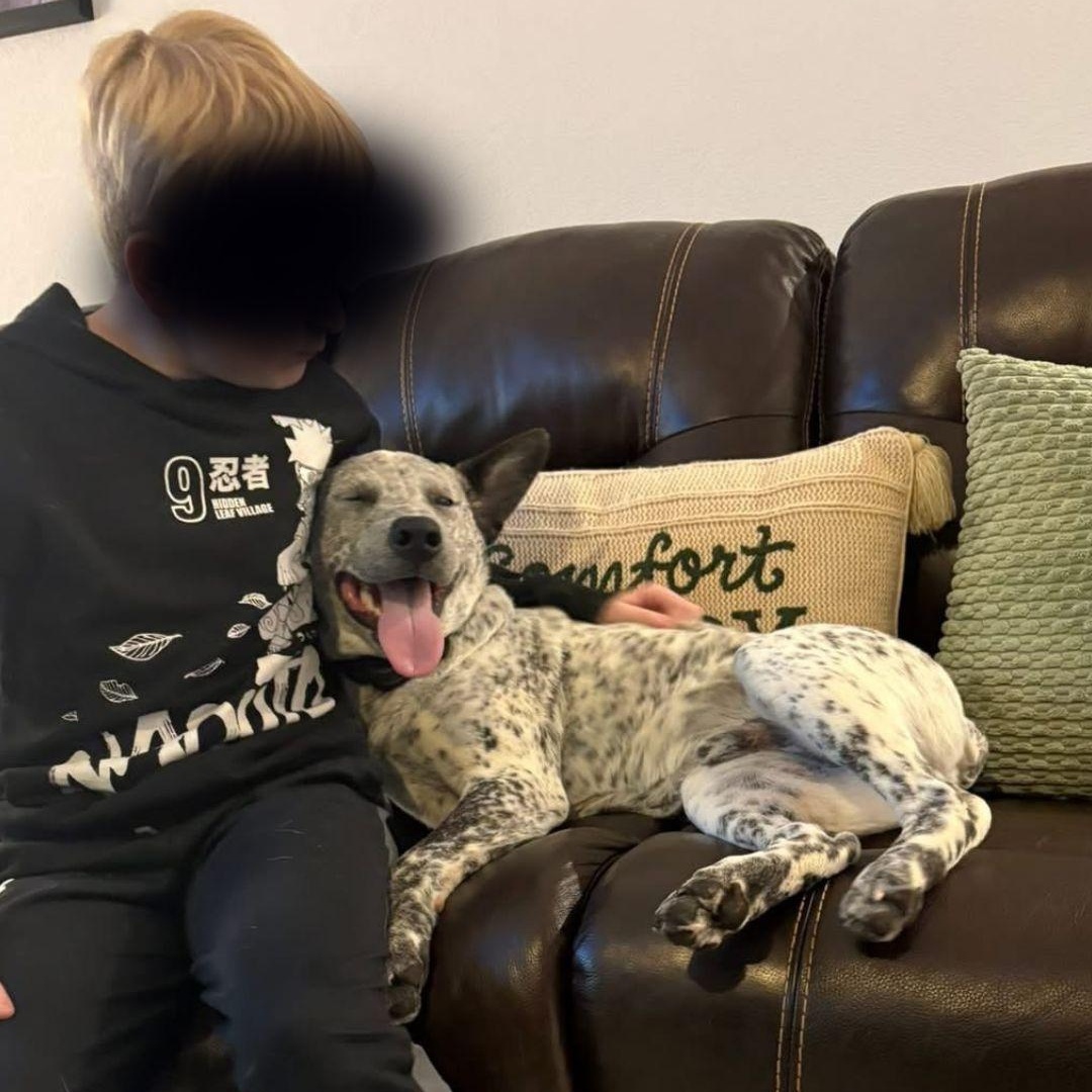 Licorice , Adoptable, Young Male Australian Cattle Dog / Blue Heeler.