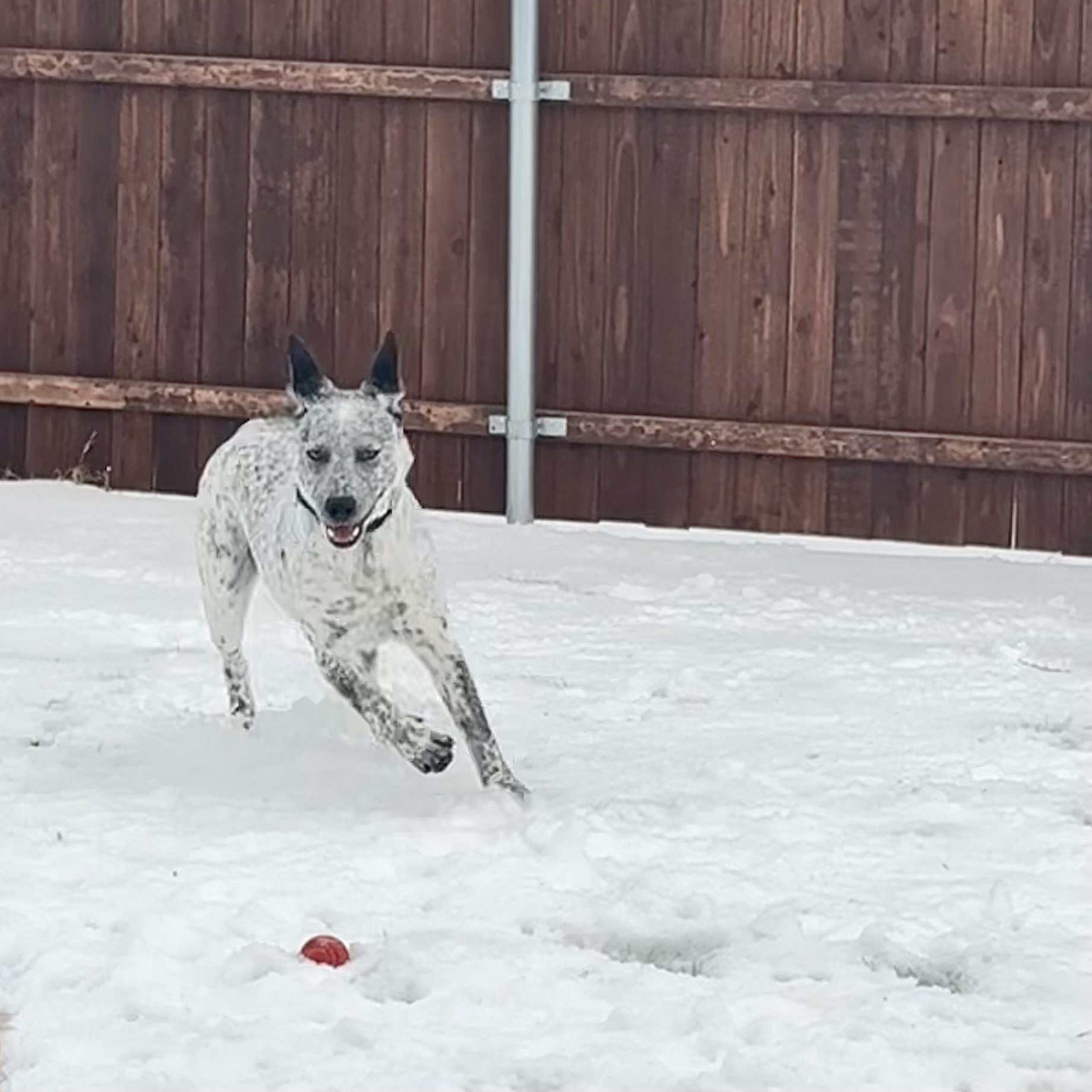 Licorice , an adopted Australian Cattle Dog / Blue Heeler in Azle, TX image 2/6