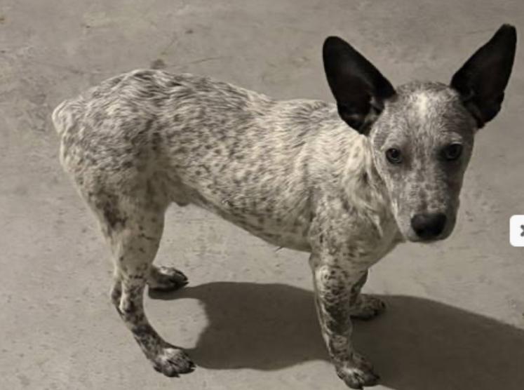 Enlarge Licorice , a Adoptable Australian Cattle Dog / Blue Heeler in Fort Worth, TX image 2/6