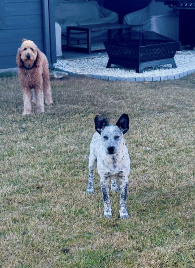 Enlarge Licorice , a Adoptable Australian Cattle Dog / Blue Heeler in Fort Worth, TX image 6/6