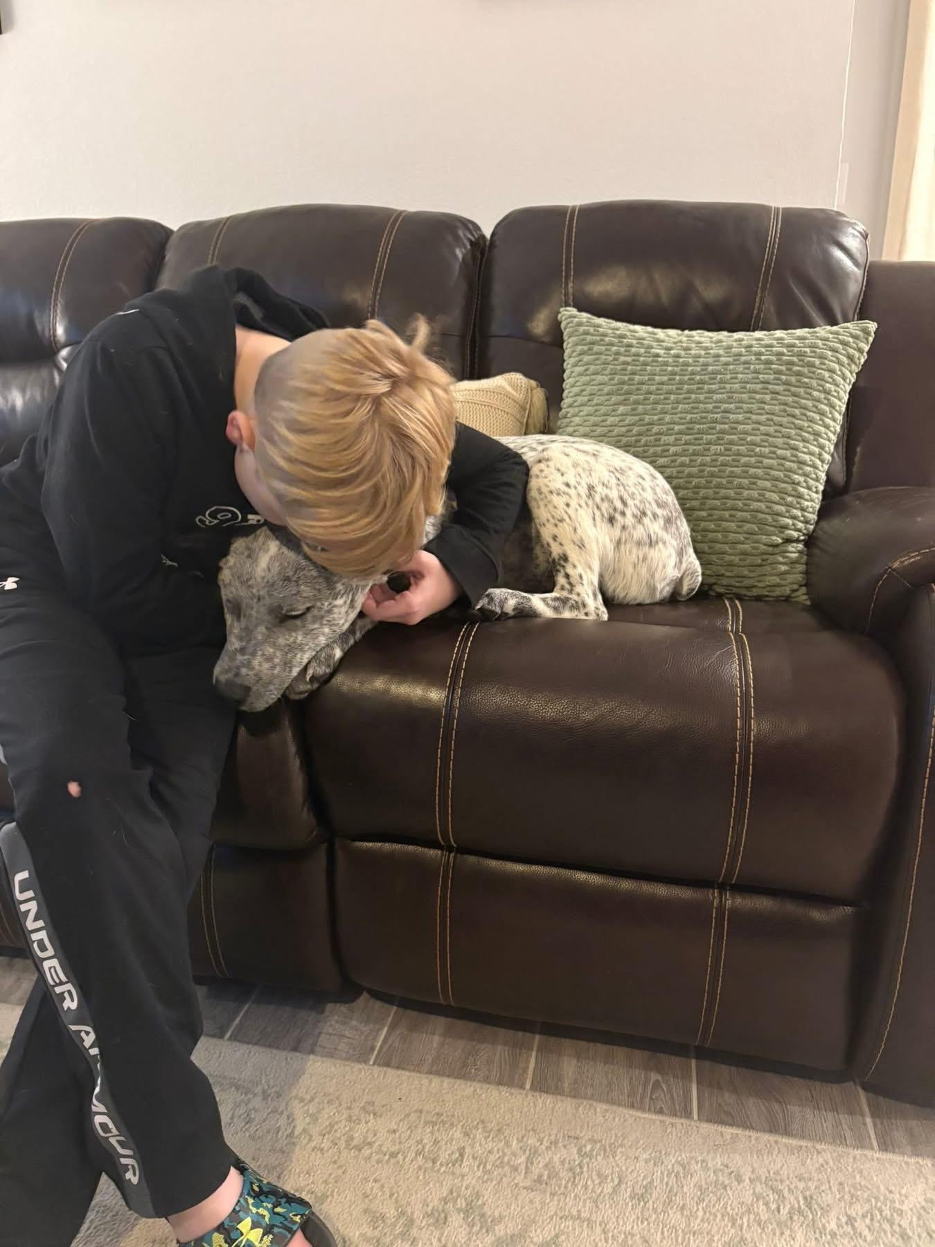 Enlarge Licorice , a Adoptable Australian Cattle Dog / Blue Heeler in Fort Worth, TX image 4/6