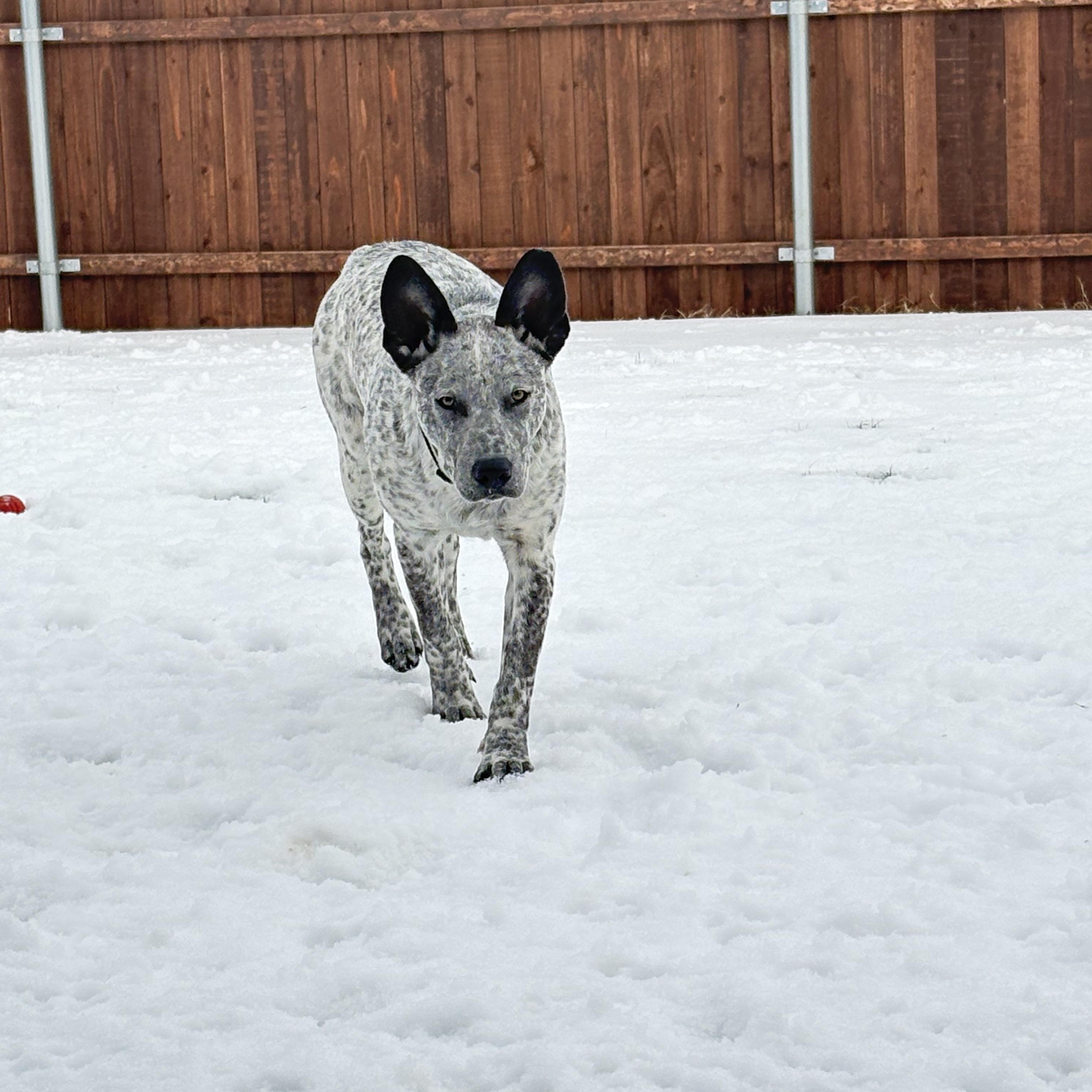 Licorice , an adopted Australian Cattle Dog / Blue Heeler in Azle, TX image 4/6