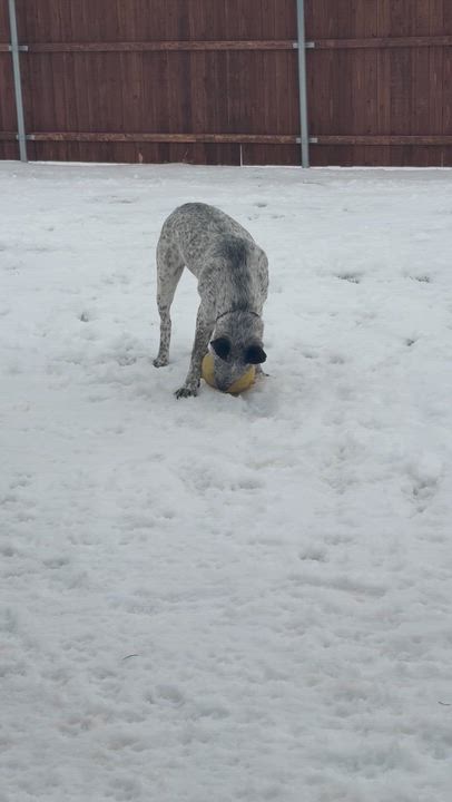 Enlarge Licorice , an adopted Australian Cattle Dog / Blue Heeler in Azle, TX video 6/6