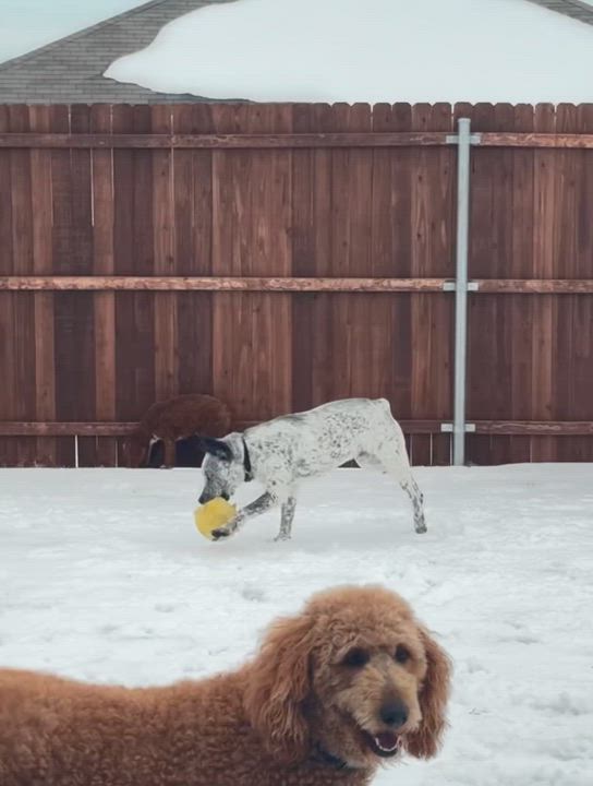 Enlarge Licorice , an adopted Australian Cattle Dog / Blue Heeler in Azle, TX video 5/6