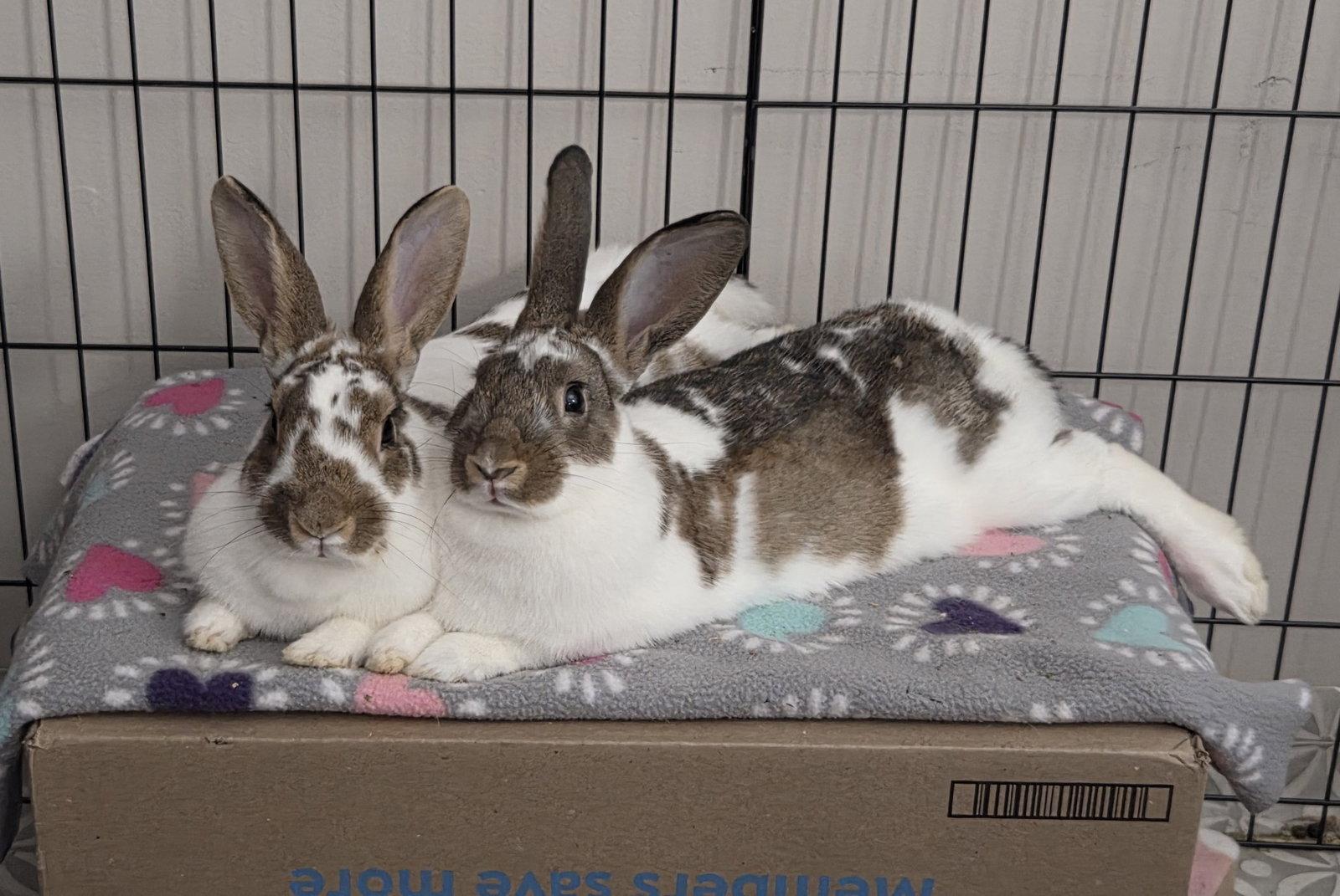 Pumpkin Bread, Adoptable, Young Female English Spot & New Zealand.
