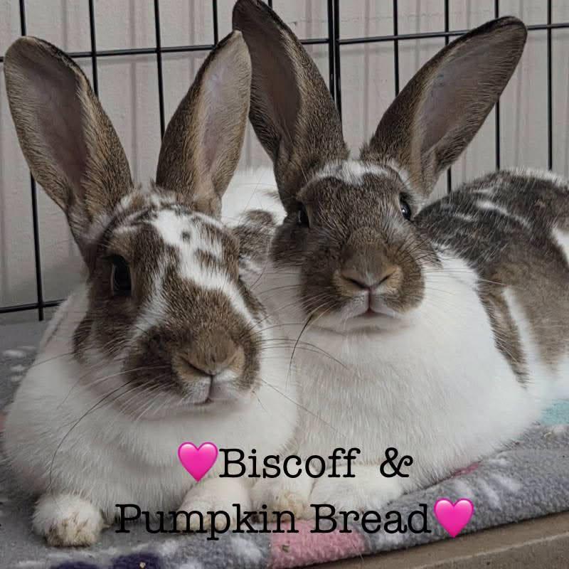 Enlarge Pumpkin Bread, a Adoptable mixed breed in Lakeville, MN image 2/3