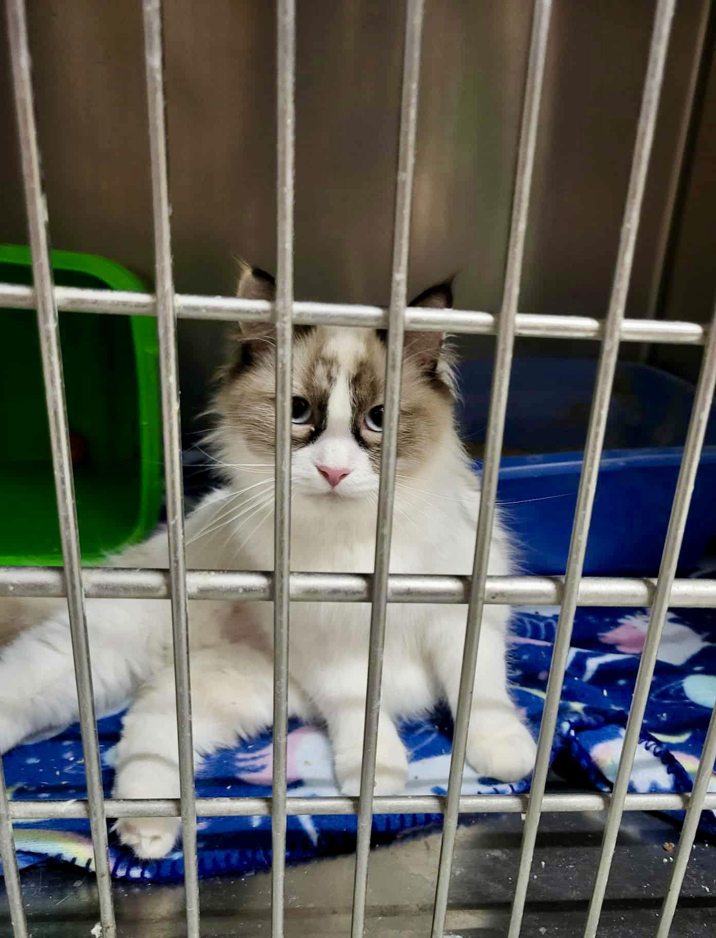 Pawla (Bonded w/Giselle), Adopted, Young Female Siamese.