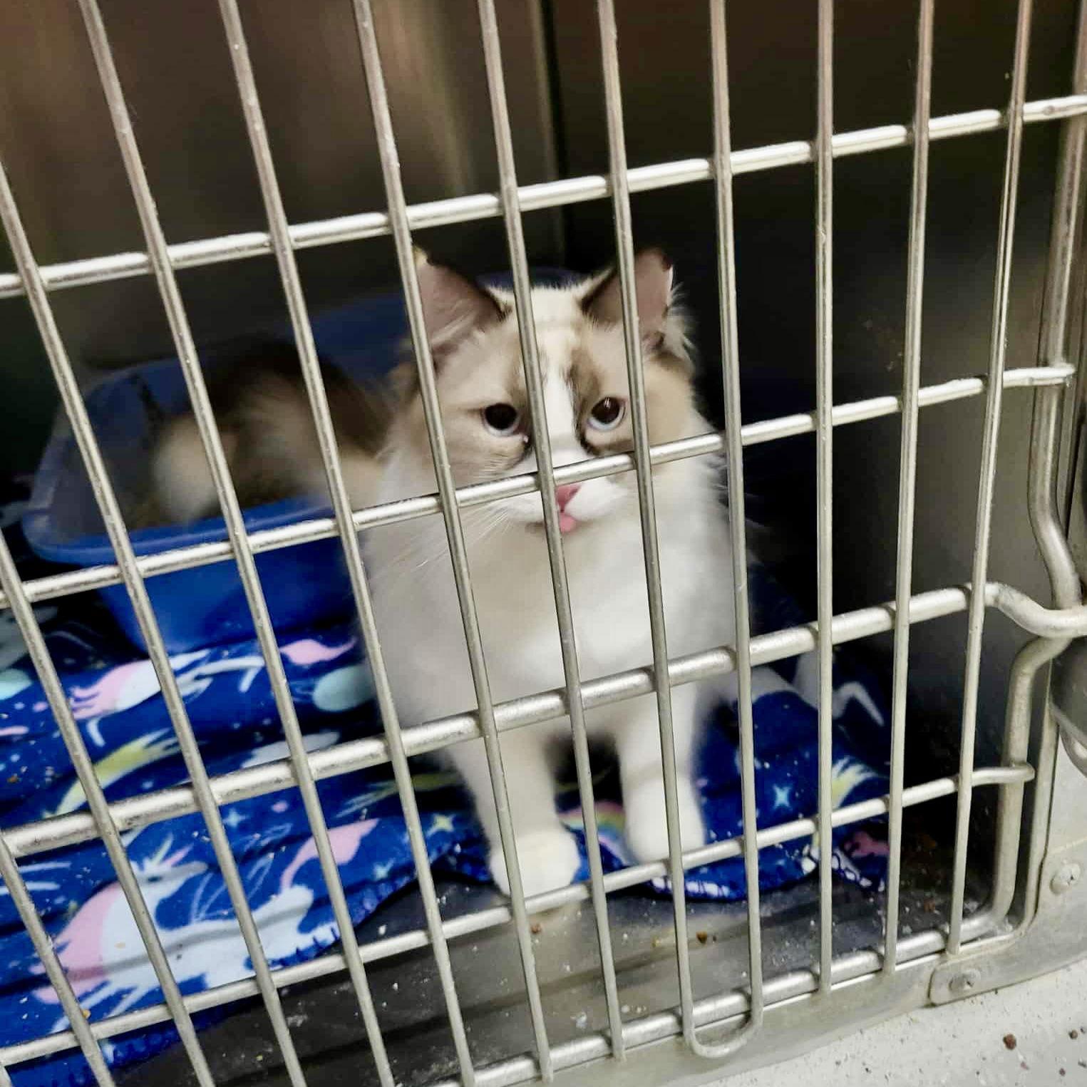 Enlarge Pawla (Bonded w/Giselle), a Adopted Siamese in Detroit Lakes, MN image 3/3