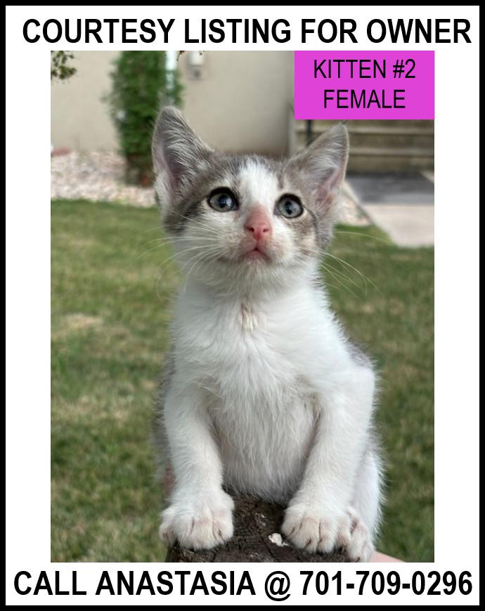 Kitten #2-COURTESY LISTING FOR OWNER, an adoptable Domestic Short Hair in Valley City, ND, 58072 | Photo Image 1