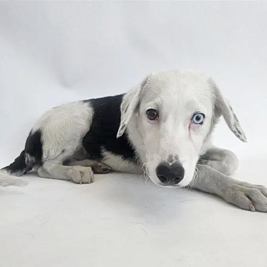 Enlarge Valerie, a Adoptable Collie in Saint Louis, MO image 1/1