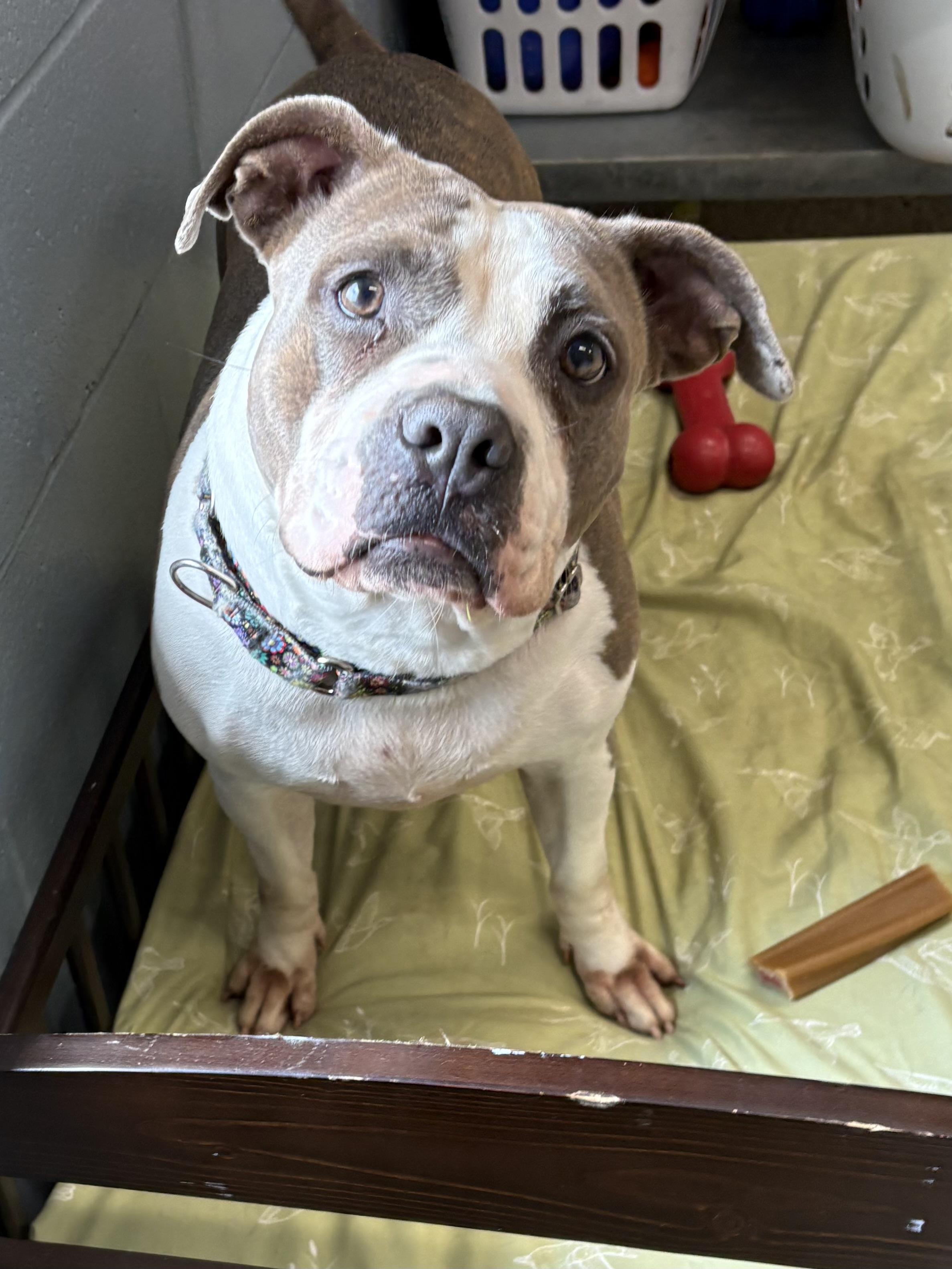Enlarge Gigi, a ADOPTABLE mixed breed in Youngstown, OH image 2/5