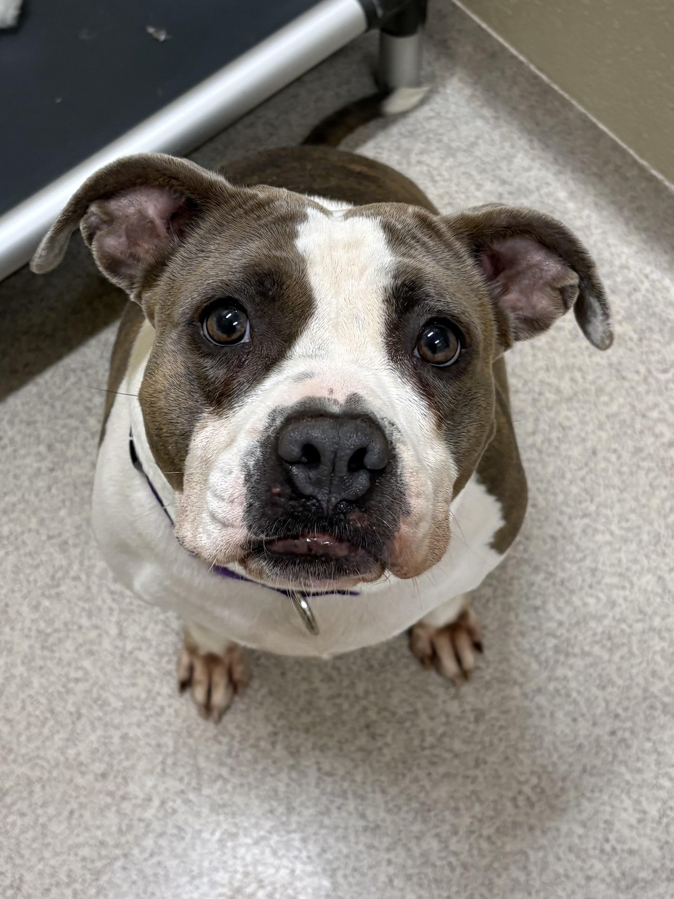 Enlarge Gigi, a ADOPTABLE mixed breed in Youngstown, OH image 3/5