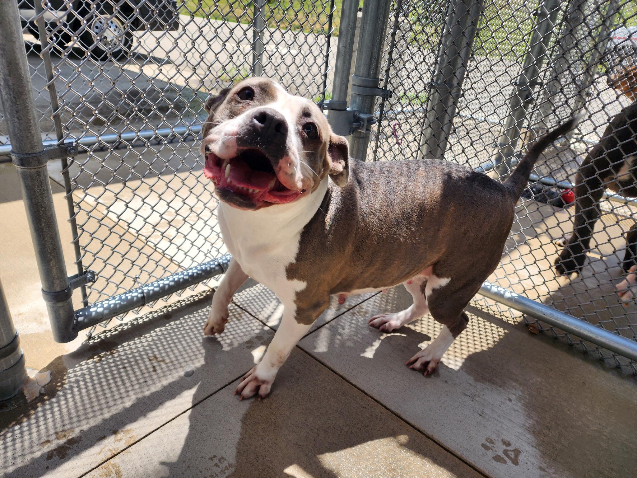Enlarge Gigi, a ADOPTABLE mixed breed in Youngstown, OH image 5/5
