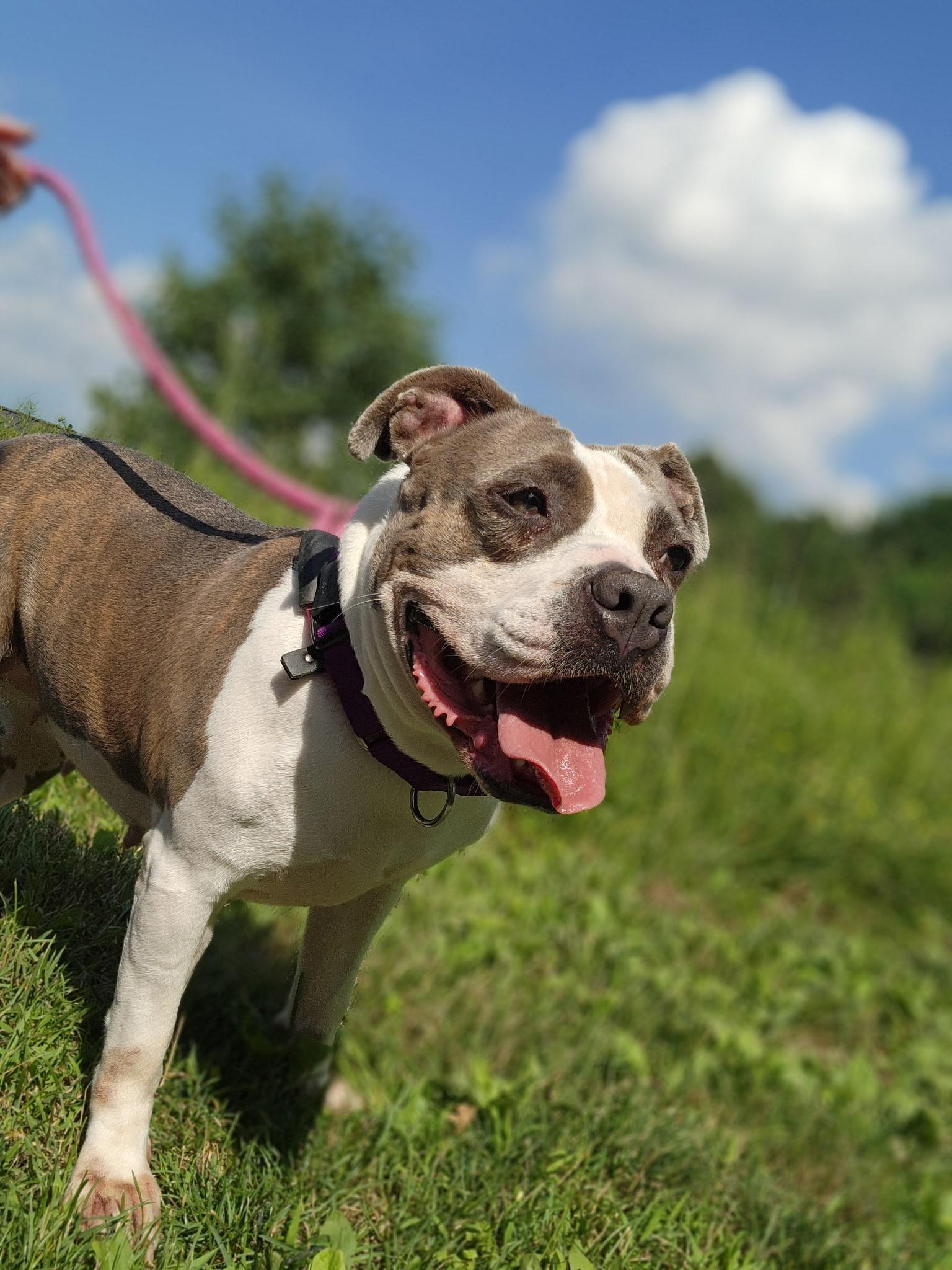 Enlarge Gigi, a ADOPTABLE mixed breed in Youngstown, OH image 4/5