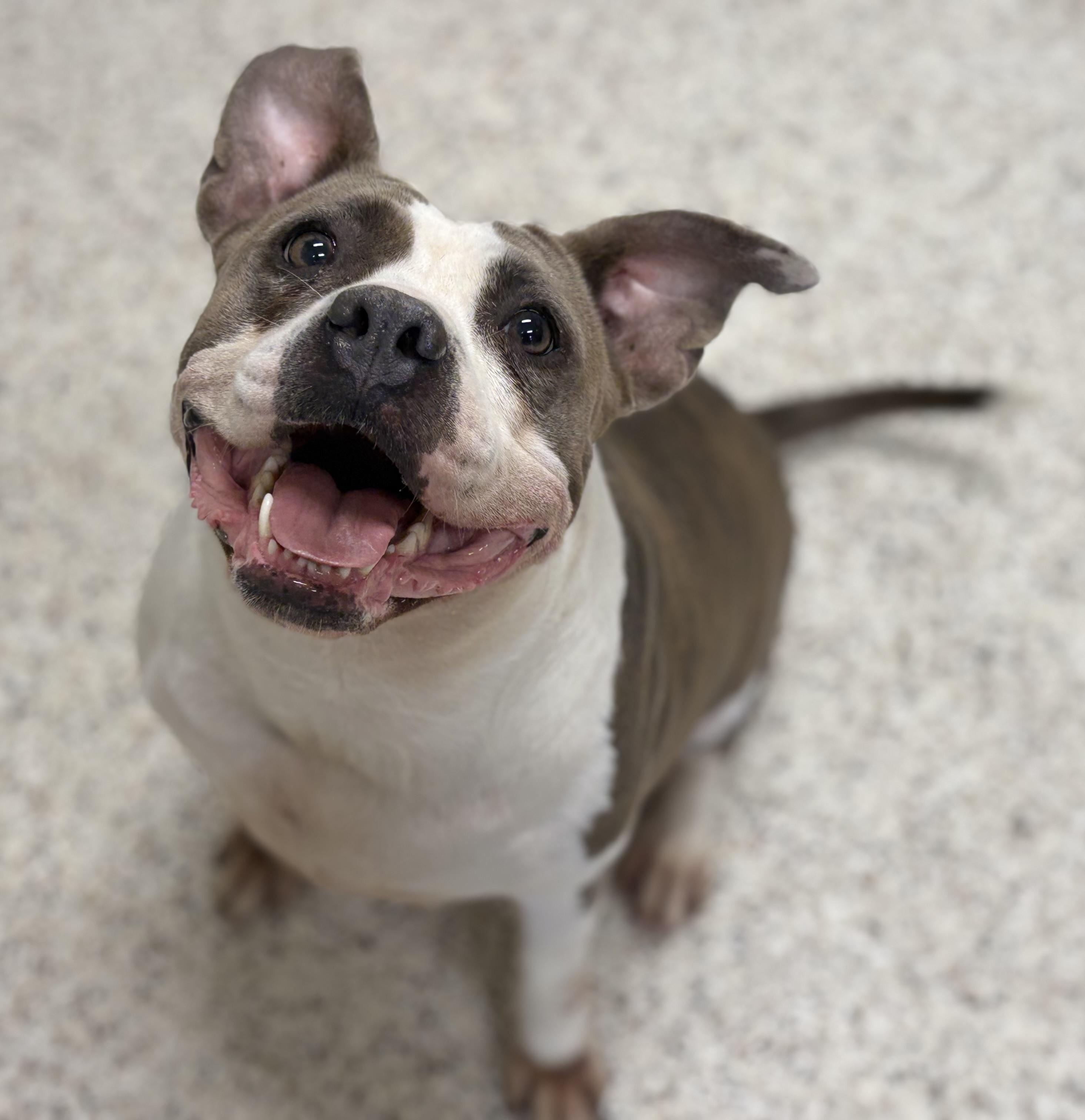 Enlarge Gigi, a ADOPTABLE mixed breed in Youngstown, OH image 1/5