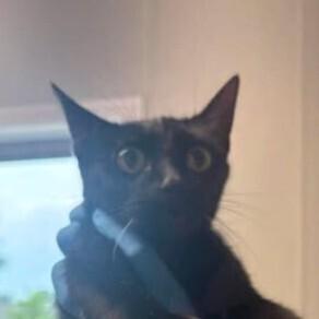 Parade, Adoptable, Adult Female Domestic Short Hair.