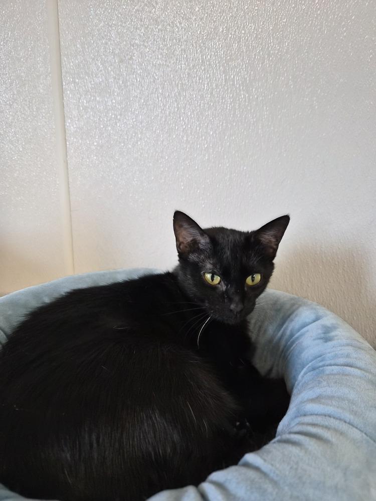 Enlarge Parade, a Adoptable Domestic Short Hair in Bolivar, MO image 2/2