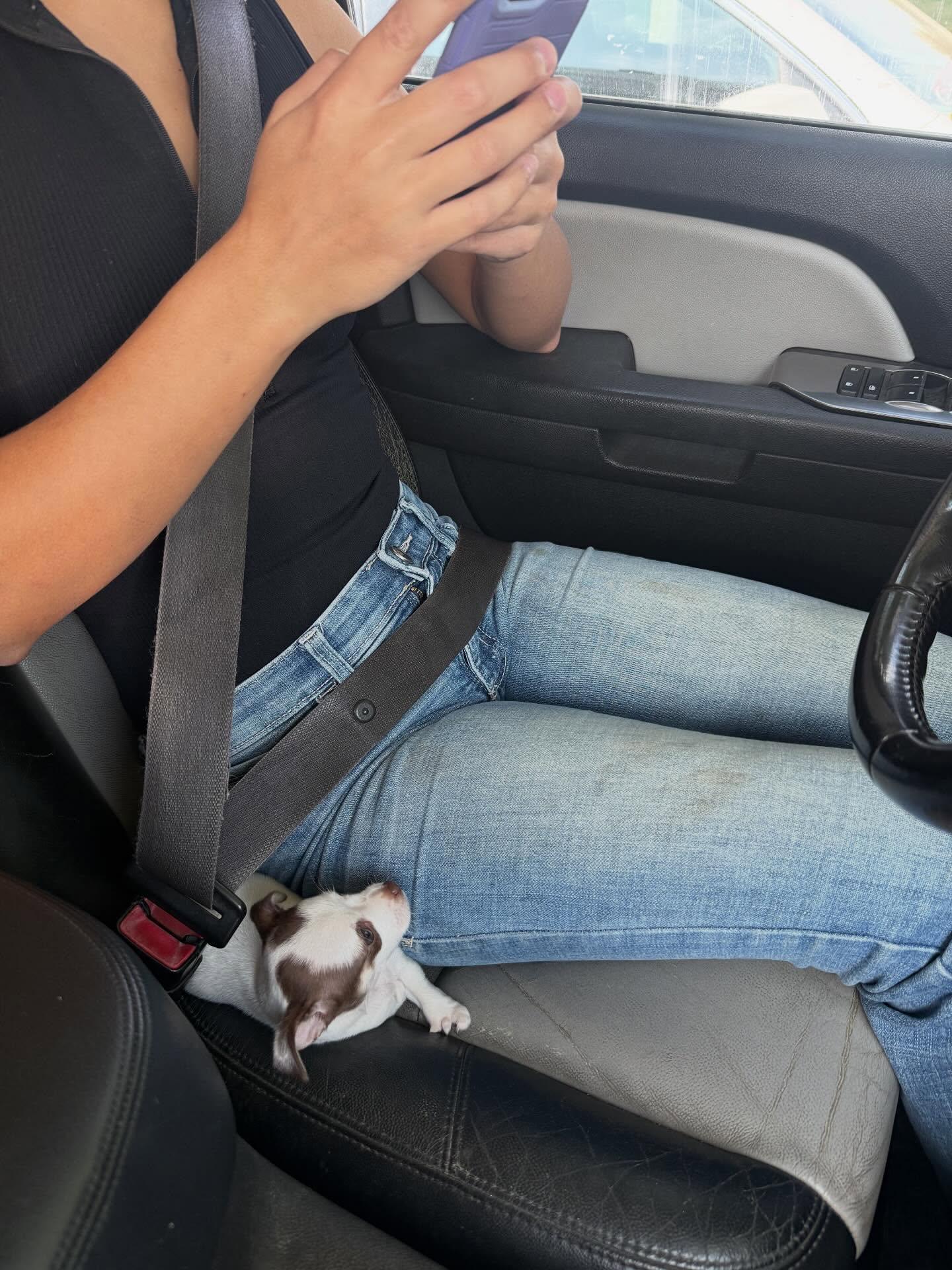 Lobster, Adopted, Puppy Female Chihuahua.