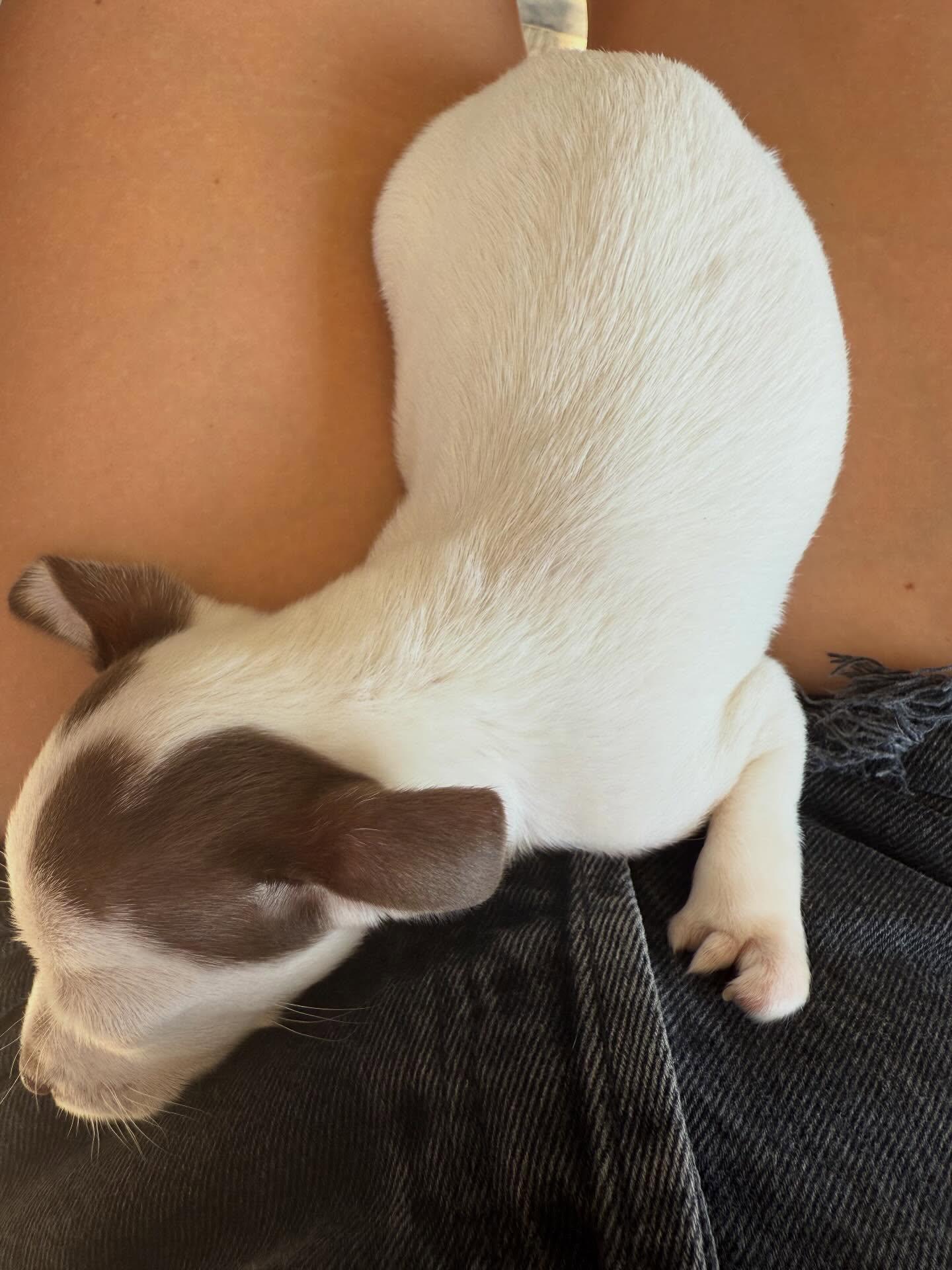 Lobster, a Adopted mixed breed in Visalia, CA image 2/6