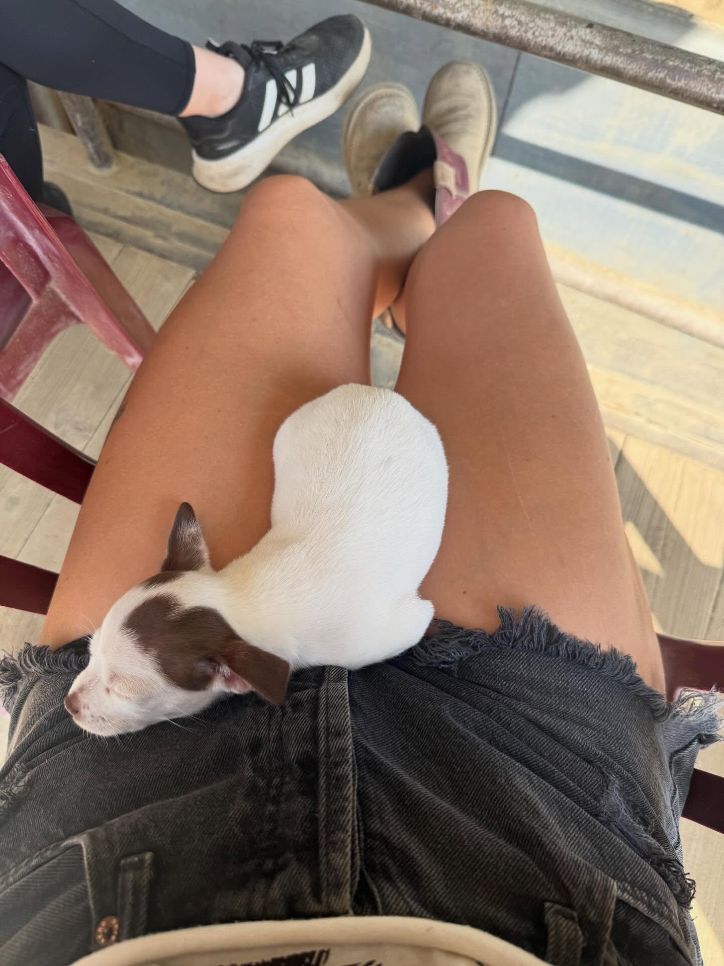 Lobster, a Adopted mixed breed in Visalia, CA image 3/6