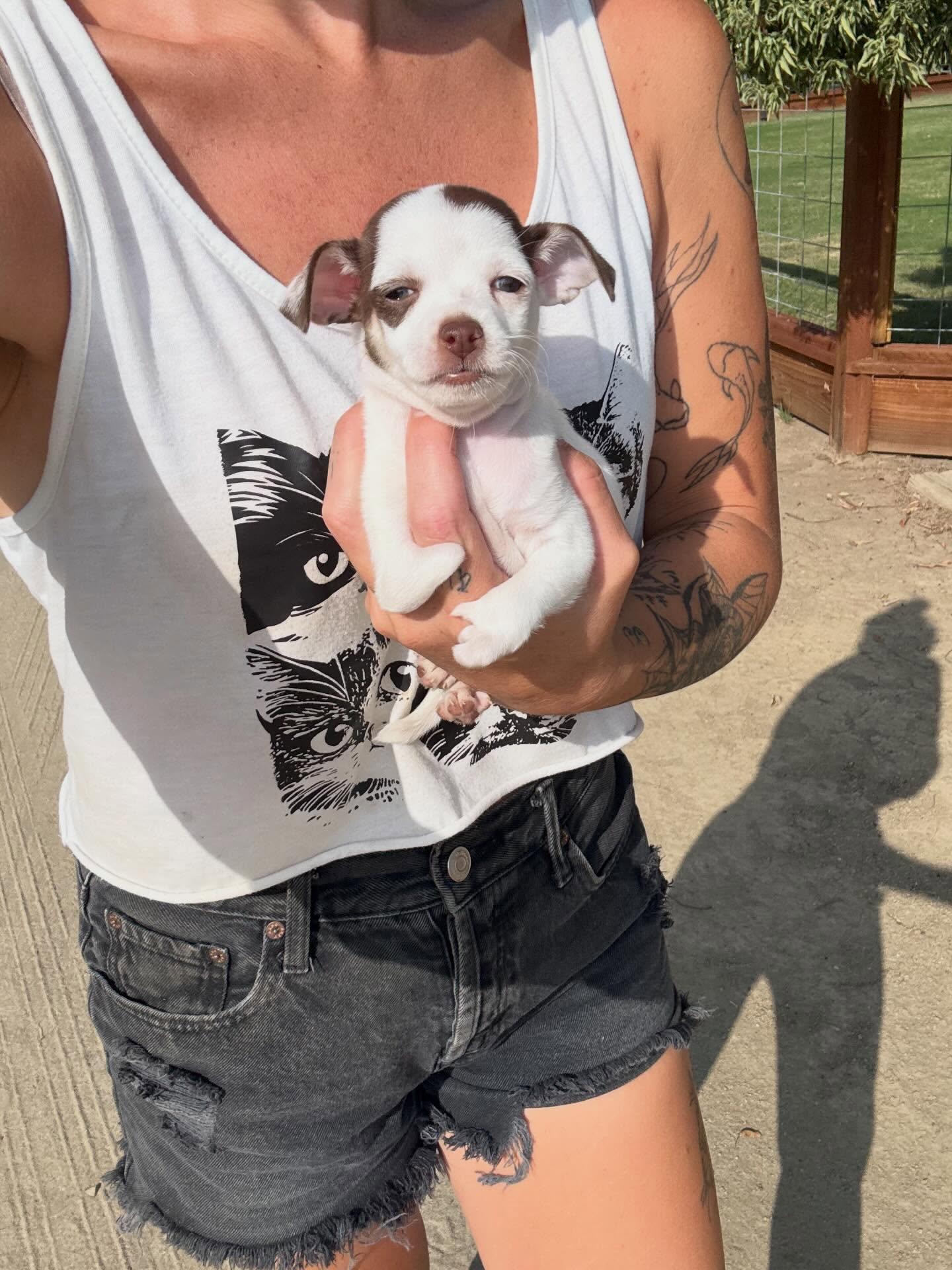 Lobster, a Adopted mixed breed in Visalia, CA image 4/6