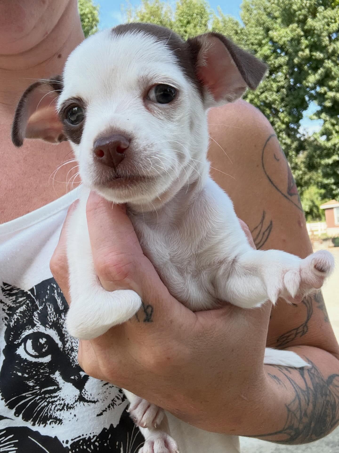 Lobster, a Adopted mixed breed in Visalia, CA image 5/6