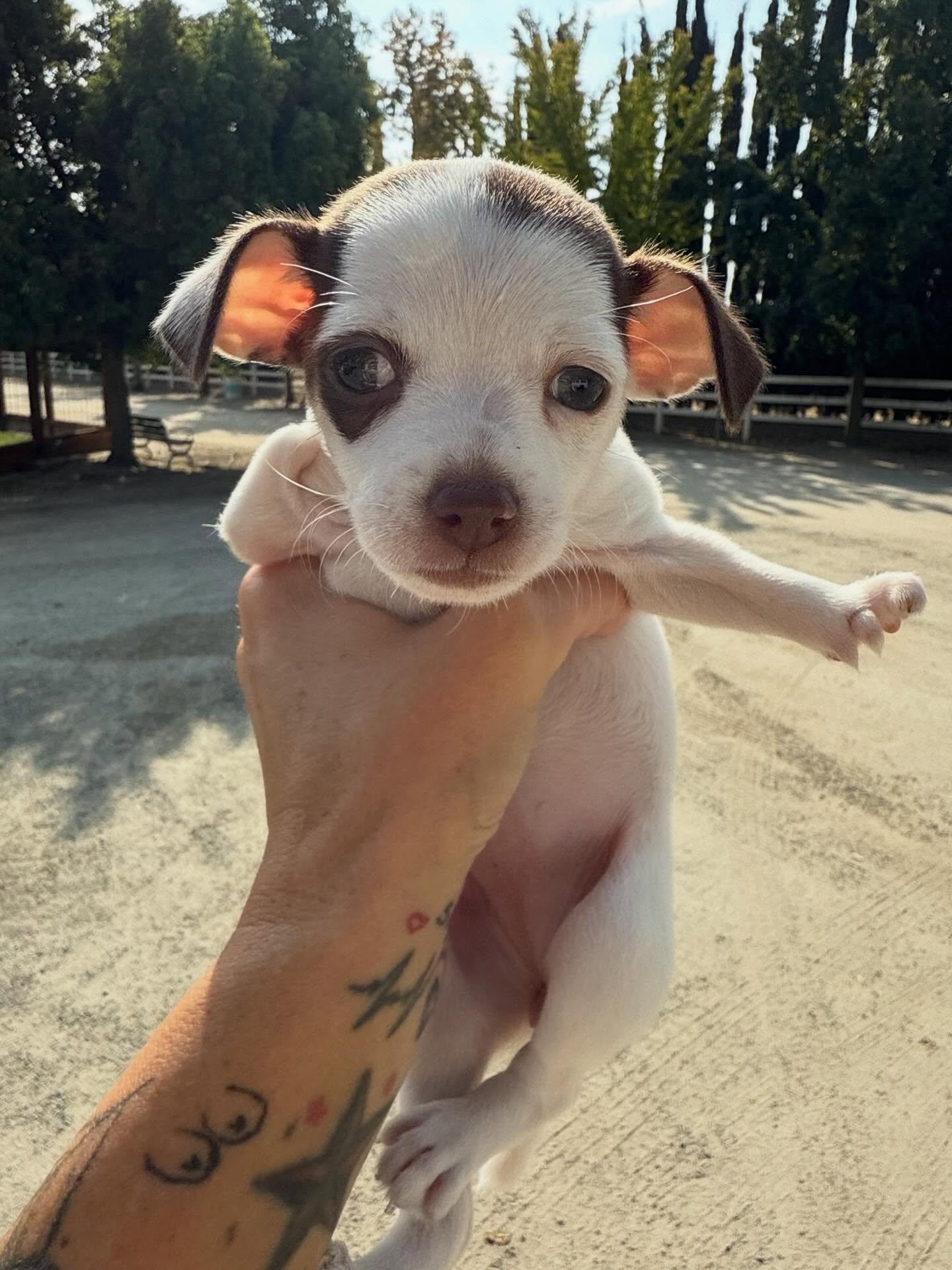 Lobster, a Adopted mixed breed in Visalia, CA image 6/6