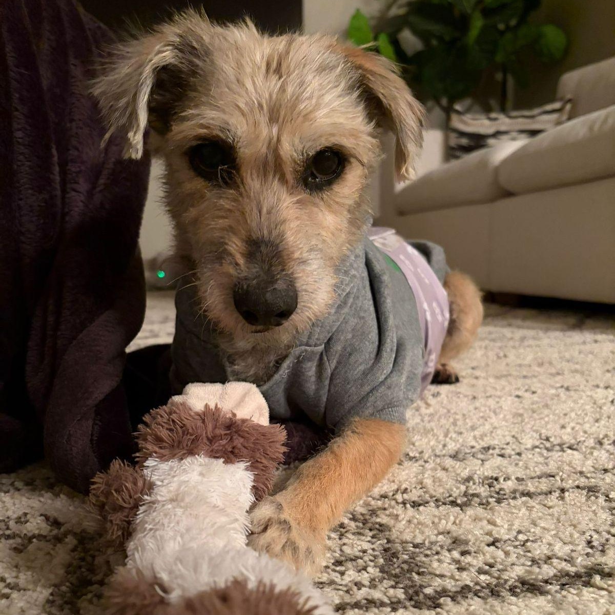 Enlarge Shaggy, an adopted mixed breed in Edmonton, AB image 2/6