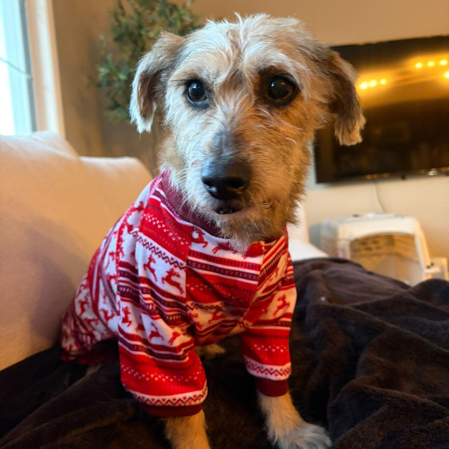 Enlarge Shaggy, an adopted mixed breed in Edmonton, AB image 4/6