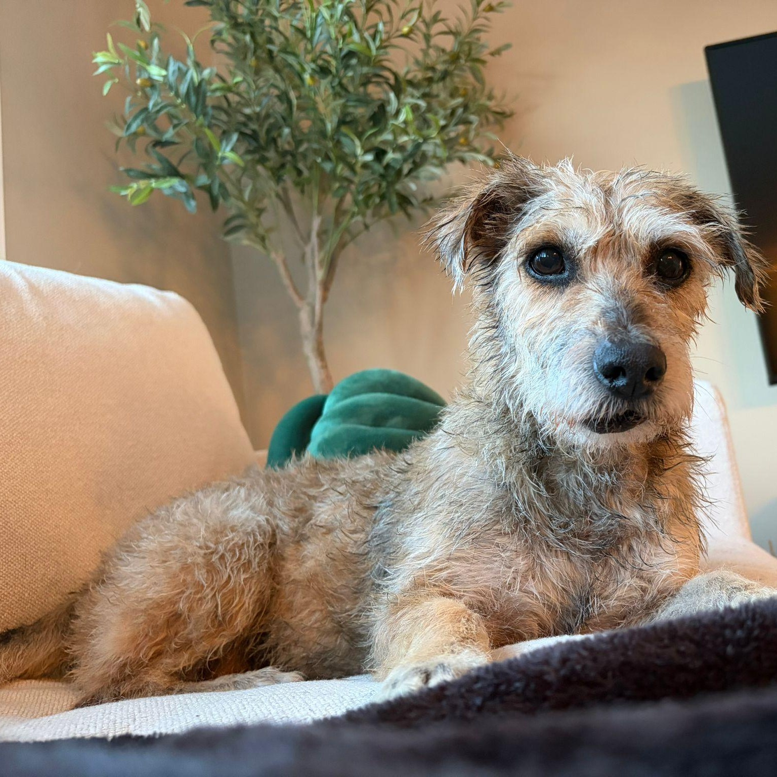 Enlarge Shaggy, an adopted mixed breed in Edmonton, AB image 3/6