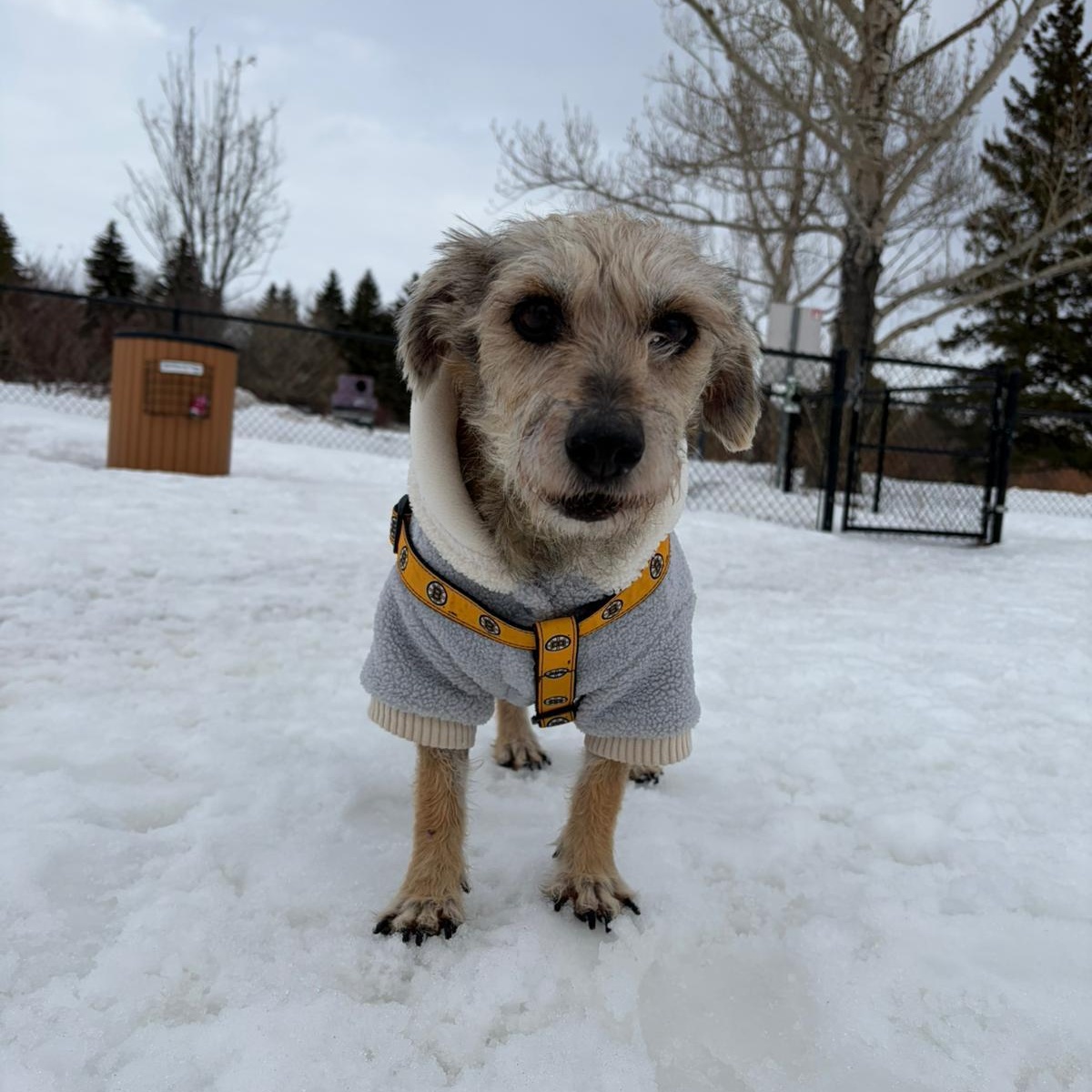 Enlarge Shaggy, an adopted mixed breed in Edmonton, AB image 1/6