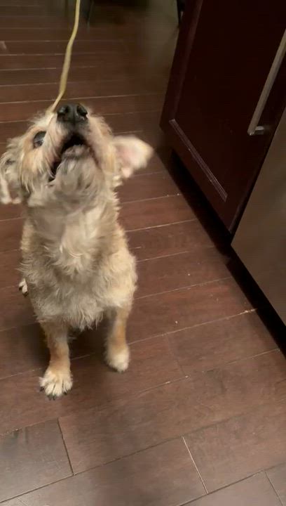 Enlarge Shaggy, an adopted mixed breed in Edmonton, AB video 6/6