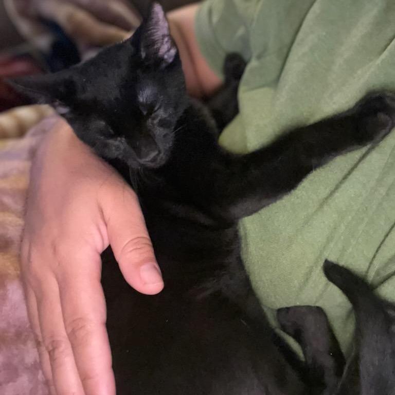 Figgy, Adoptable, Kitten Female Domestic Medium Hair.