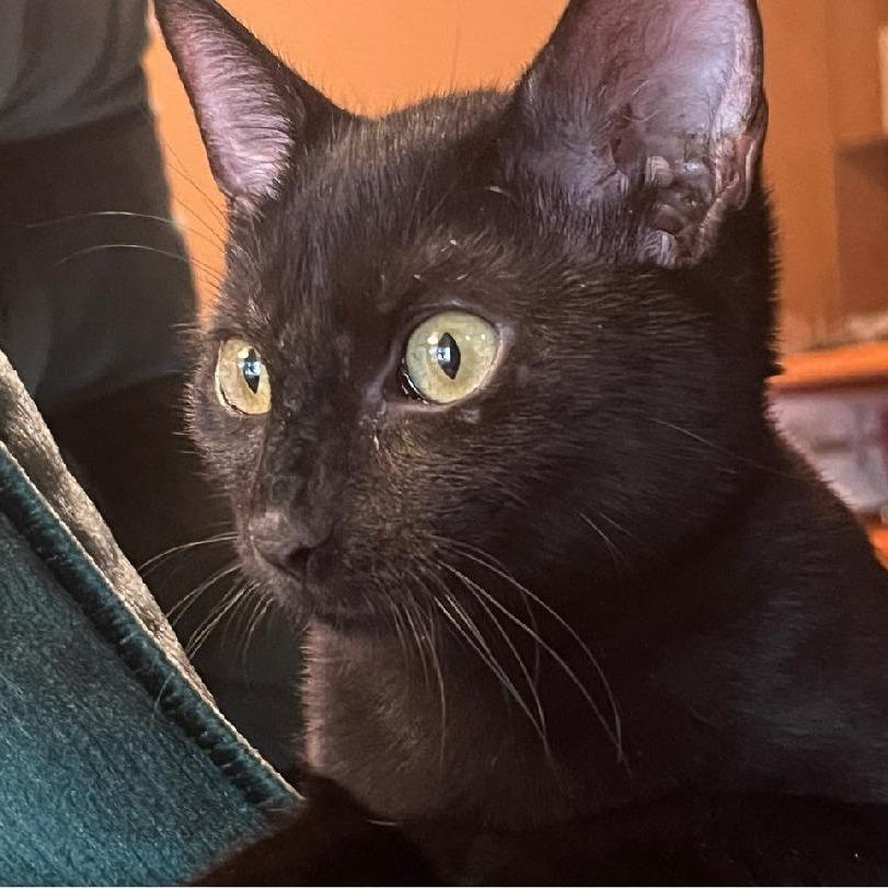 Enlarge Figgy, a Adoptable Domestic Medium Hair in Fort Worth, TX image 4/4