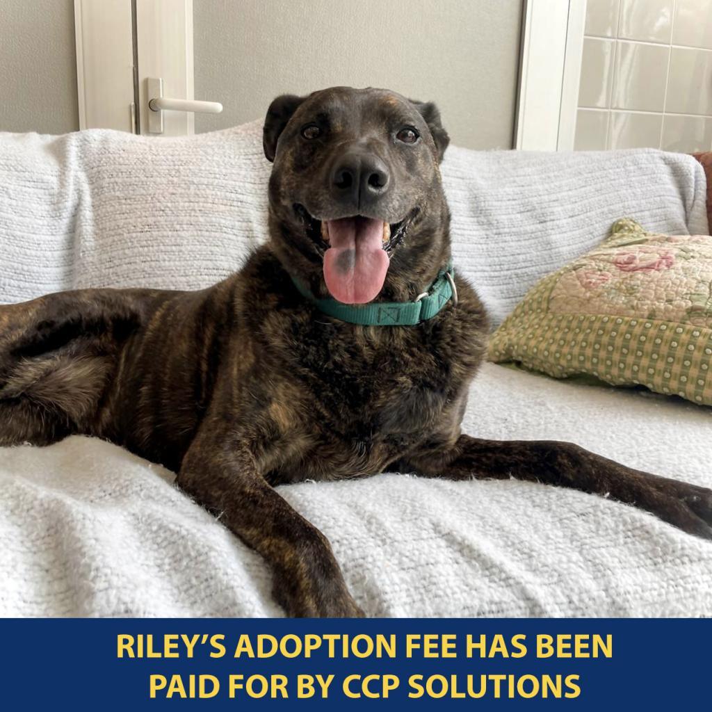Enlarge Riley, a Adoptable mixed breed in New York, NY image 1/6