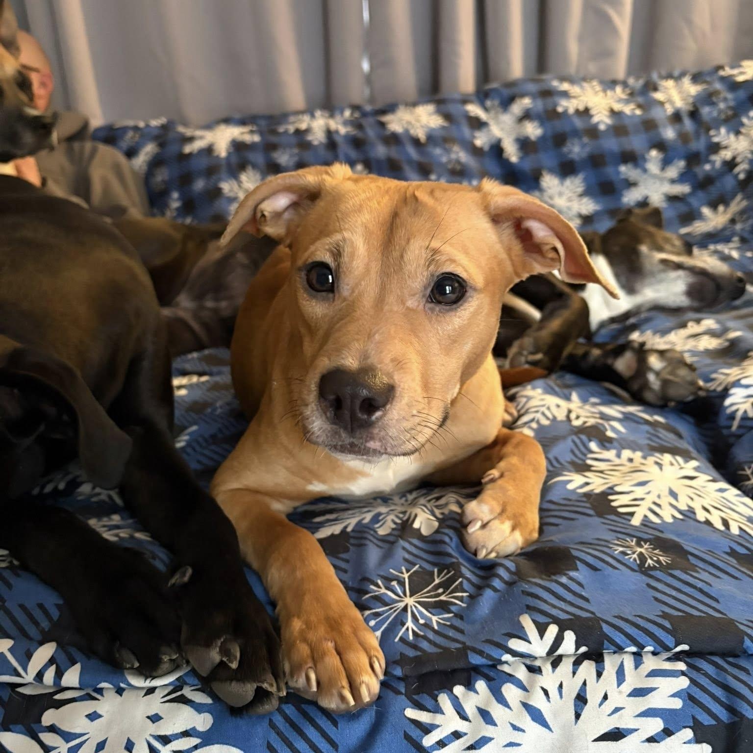 Cher, ADOPTABLE, Puppy Female Pit Bull Terrier.