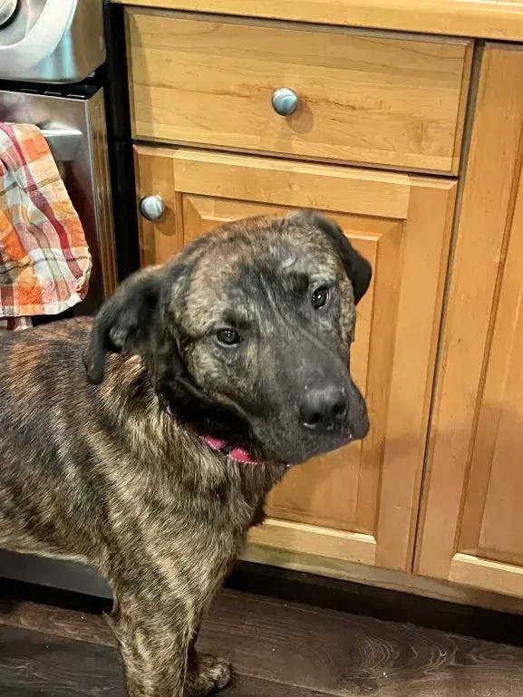 Dozer, a Adoptable mixed breed in Grand Rapids, MI image 1/6