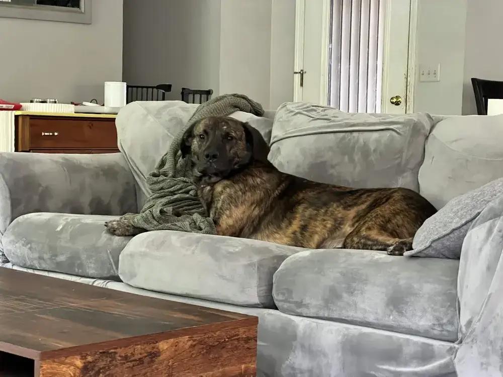 Dozer, a Adoptable mixed breed in Grand Rapids, MI image 3/6