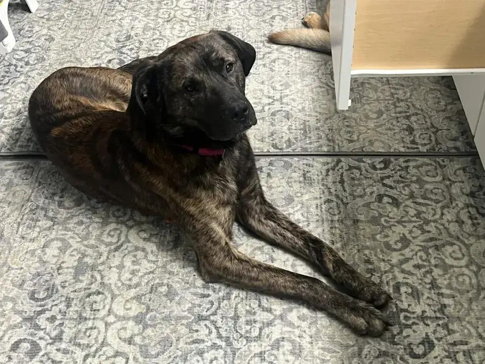 Dozer, a Adoptable mixed breed in Grand Rapids, MI image 4/6