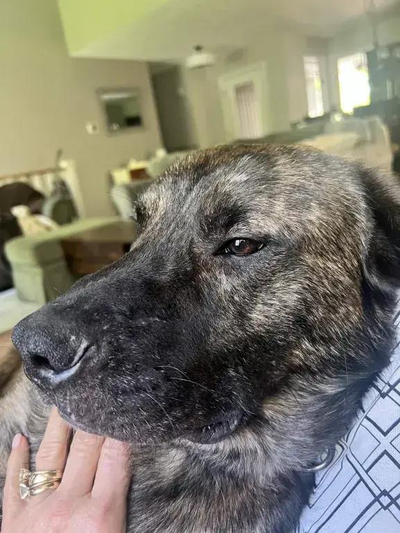 Dozer, a Adoptable mixed breed in Grand Rapids, MI image 5/6