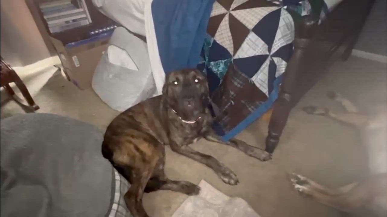 Enlarge Dozer, a Adoptable mixed breed in Grand Rapids, MI video 6/6