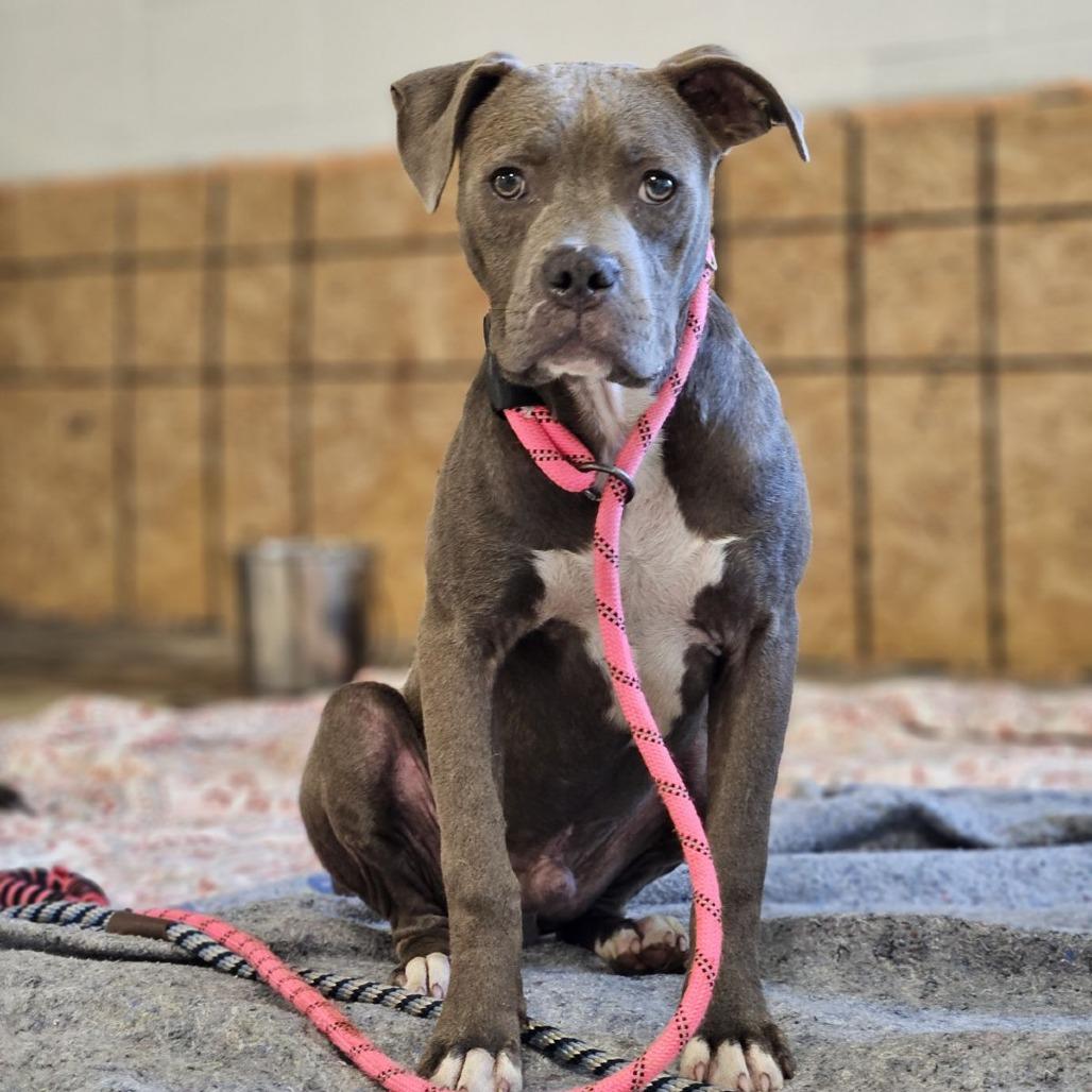Stellan, Adoptable, Young Male Pit Bull Terrier & Boxer.