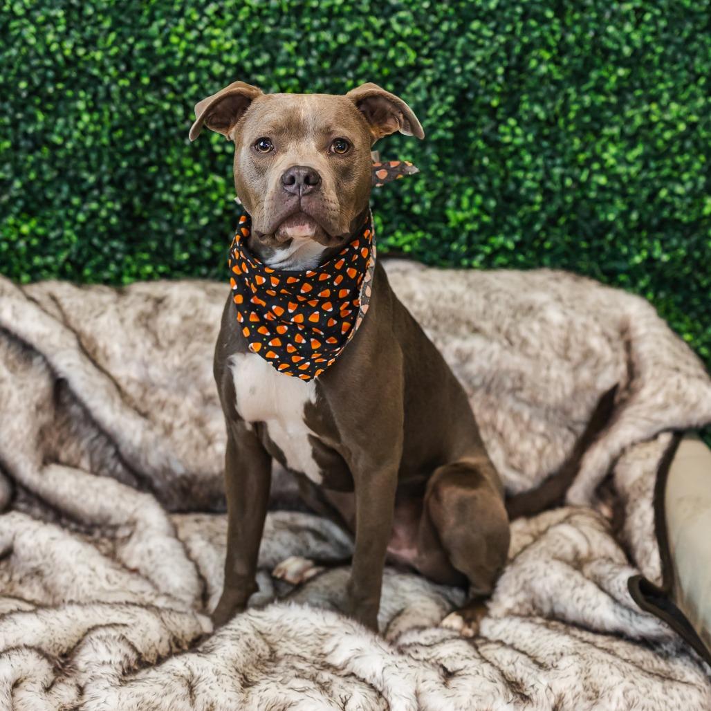Stellan, Adoptable, Young Male Pit Bull Terrier & Boxer.