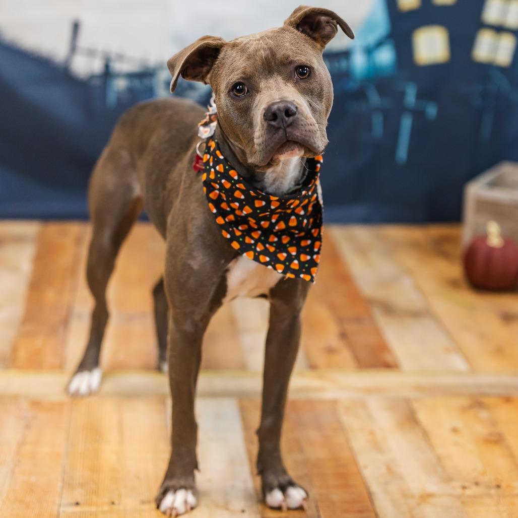 Enlarge Stellan, a Adoptable mixed breed in East Saint Louis, IL image 3/5