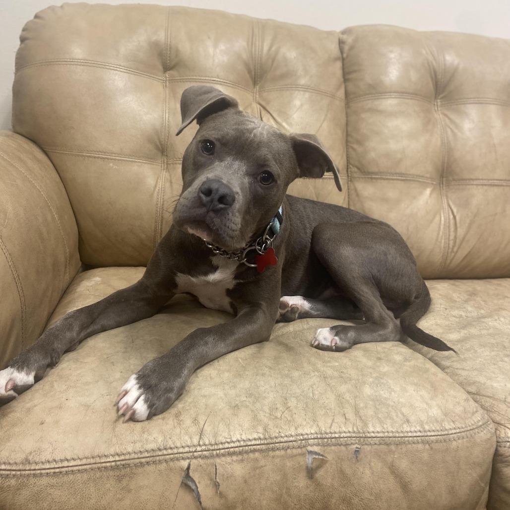 Enlarge Stellan, a Adoptable mixed breed in East Saint Louis, IL image 4/5