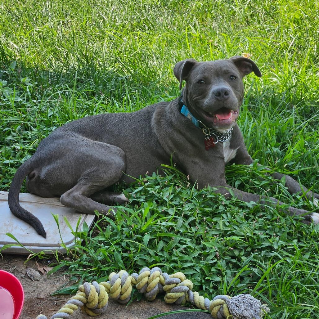 Enlarge Stellan, a Adoptable mixed breed in East Saint Louis, IL image 5/5