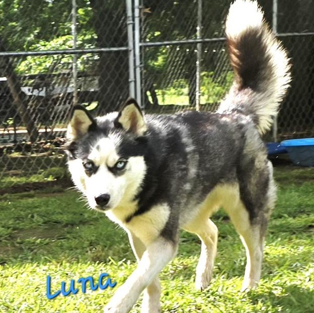 LUNA, a Adoptable Siberian Husky in Athens, AL image 4/6